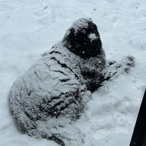 Meet your Posher, SjC - Picture 2 of 16